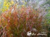 Miskantas kininis ,Purpurascens' (lot.  Miscanthus sinensis)